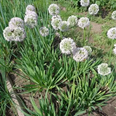 Лук слизун в Горках