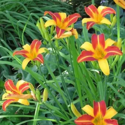 Лилейник ФРАНС ХАЛС в Горках