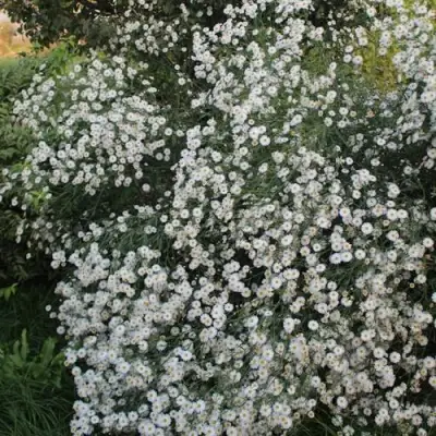 Болтония СНОУБЭНК в Горках