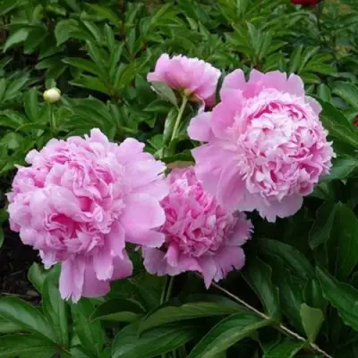 Пион МЕСЬЕ ЖЮЛЬ ЭЛИ травянистый в Горках