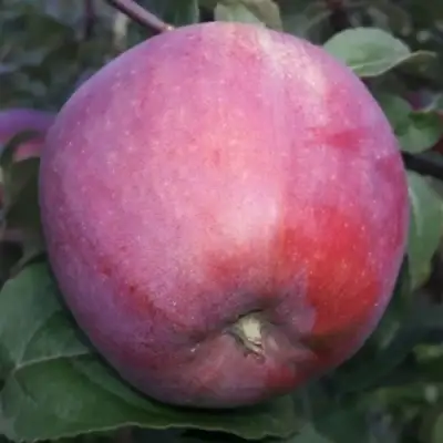 Яблоня ЗОРКА в Горках