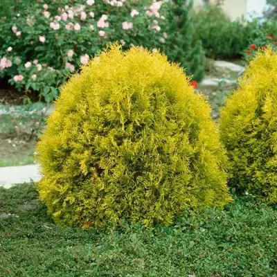 Туя РЕЙНГОЛД западная в Горках