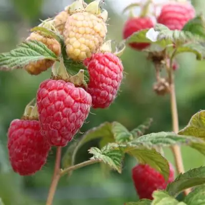 Малина МОЛЛИНГ ДЖУНО в Горках