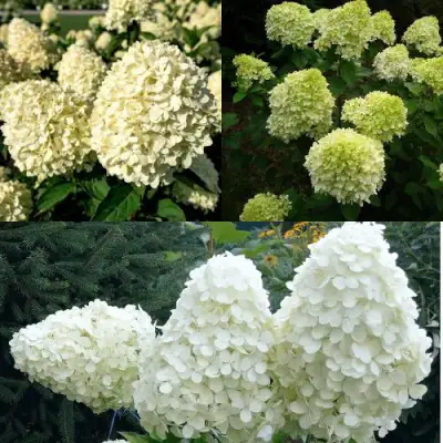 Комплект НЕЖНЫЙ КАПУЧИНО в Горках