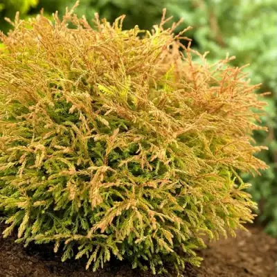 Туя ГОЛДЕН ТАФФЕТ западная в Горках