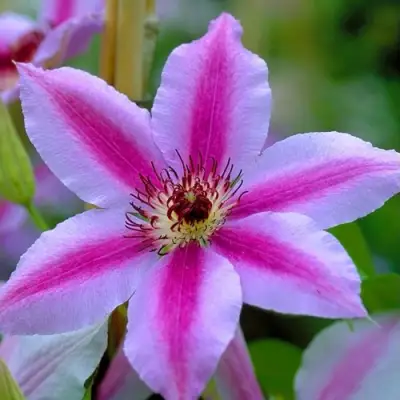 Клематис НЕЛЛИ МОЗЕР в Горках