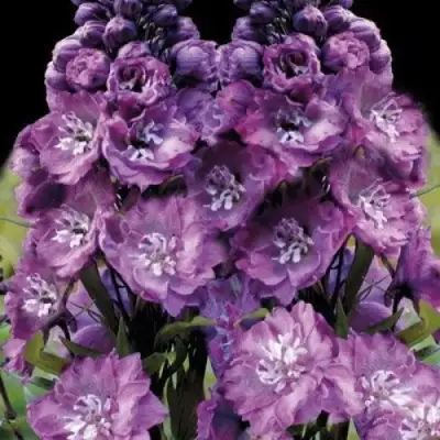 Дельфиниум ДЕЛЬФИС ПИНК ПАУЭ высокий в Горках