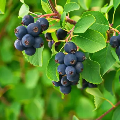 Ирга КОЛОСИСТАЯ в Горках