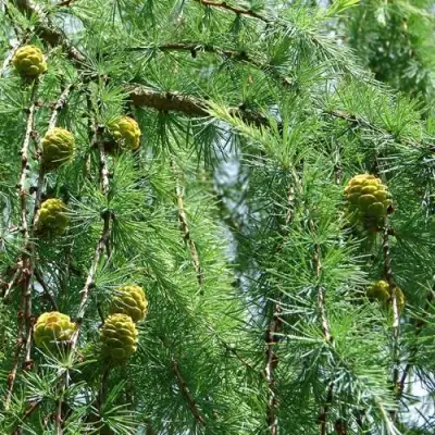 Лиственница КЕМПФЕРА в Горках