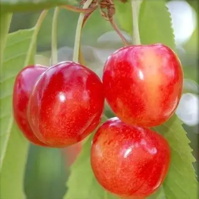 черешня Медуница