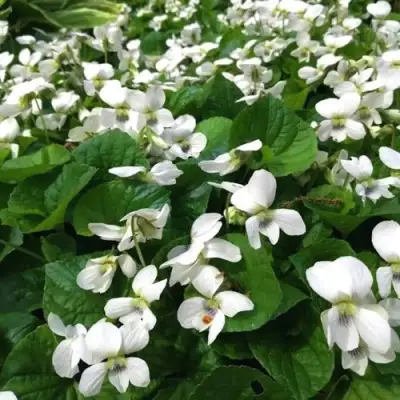 Фиалка АЛЬБИФЛОРА сестринская в Горках