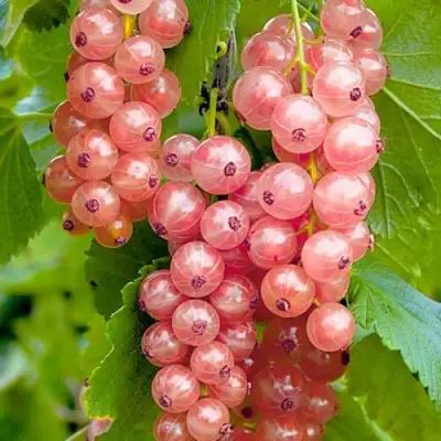 Смородина белая ПРЫГАЖУНЯ (РОЗОВАЯ) в Горках