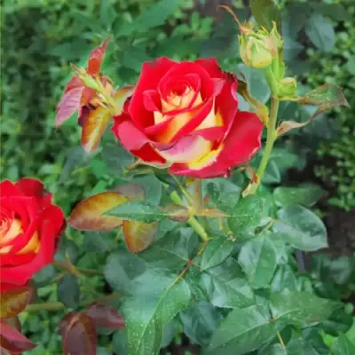 Роза ФРЕНДШИП чайно-гибридная в Горках