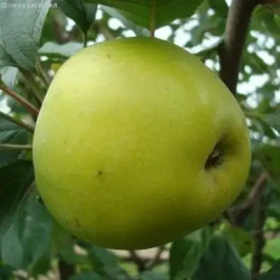 Яблоня КОШТЕЛЯ в Горках