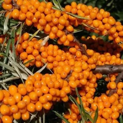 Облепиха АЛТАЙСКАЯ в Горках