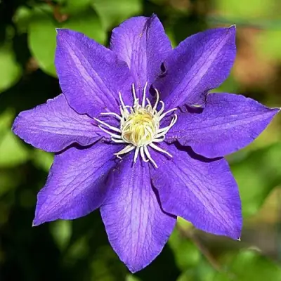 Клематис ЗЕ ПРЕЗИДЕНТ в Горках