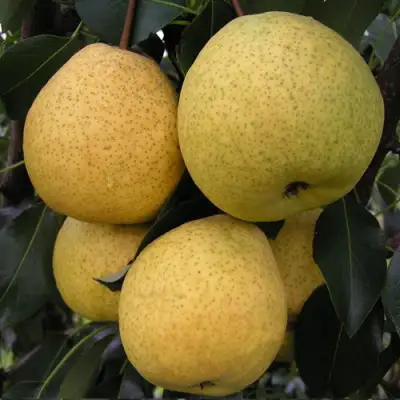 Груша ВЕЛИКАЯ ЛЕТНЯЯ (БОЛЬШАЯ ЛЕТНЯЯ) в Горках