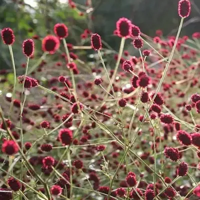 Кровохлебка ЧОКОЛАТ ТИП в Горках