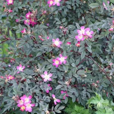 Роза сизая в Горках