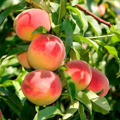 Персик ДИВНЫЙ в Горках