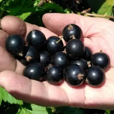 Смородина черная ЧЕРНООКАЯ в Горках