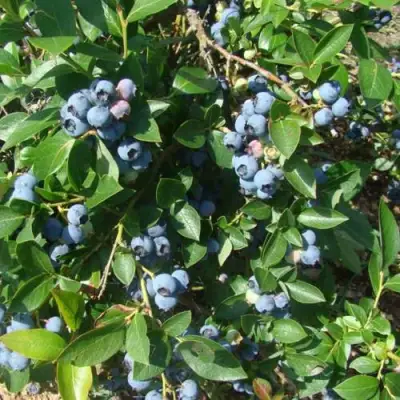 Голубика БЛЮЭТТА в Горках