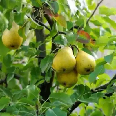 Груша ВИЛИЯ в Горках