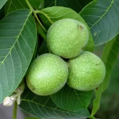 Грецкий орех ЮРИЙ ГАГАРИН в Горках