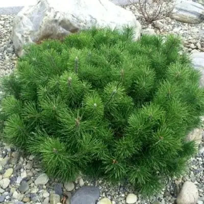 Сосна горная МУГУС в Горках