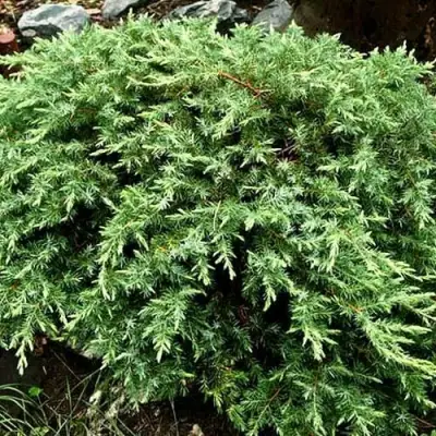 Можжевельник ШЛЯГЕР прибрежный в Горках