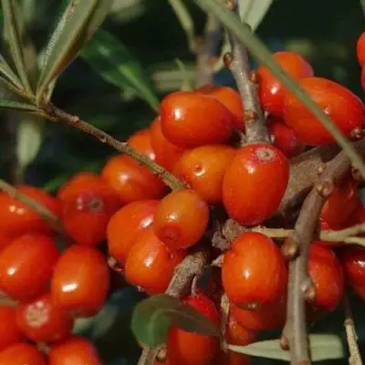 Облепиха ВОРОБЬЕВСКАЯ в Горках