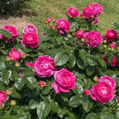 Роза АНУШКА чайно-гибридная в Горках