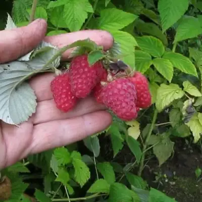 Малина КОРПИКО в Горках