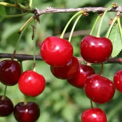 Вишня ХАРИТОНОВСКАЯ в Горках