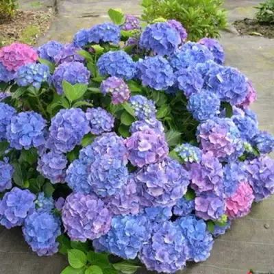 Гортензия БОДЕНСИ крупнолистная в Горках