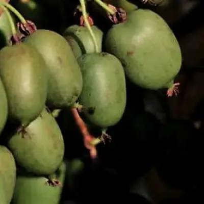 Актинидия РОГОВ аргута в Горках