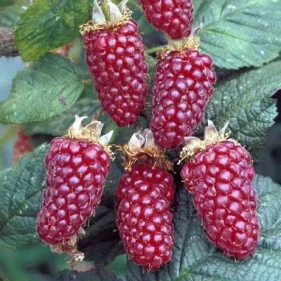 Ежемалина ТАЙБЕРРИ в Горках