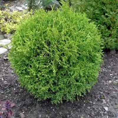 Туя ХОЗЕРИ западная в Горках