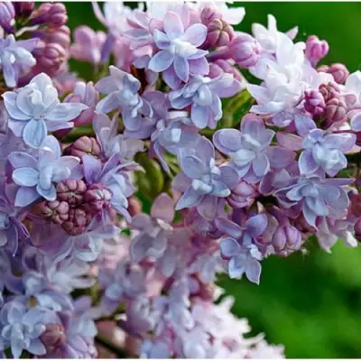 Сирень ПАМЯТЬ О ВАВИЛОВЕ в Горках