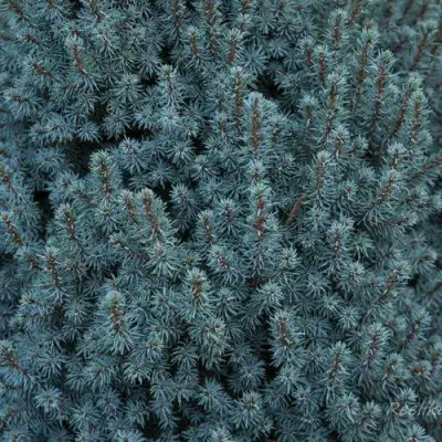 Ель САНДЕРС БЛЮ канадская в Горках