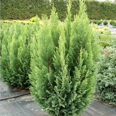 Кипарисовик ЭЛВУДИ ЭМПАЙР лавсона в Горках