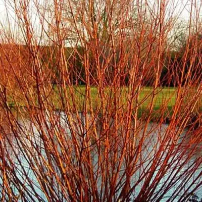 Ива ВИТЕЛЛИНА белая  в Горках