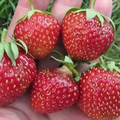 Клубника ВИМА ЗАНТА в Горках