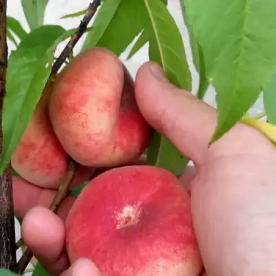 Персик САТУРН ИНЖИРНЫЙ в Горках