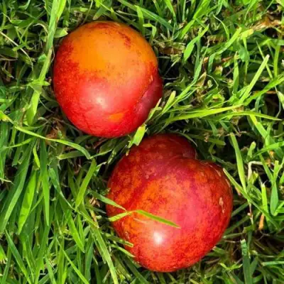 Шарафуга НЕКТАРИННАЯ в Горках