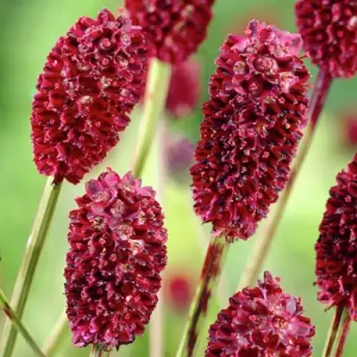 Кровохлебка ТАННА лекарственная в Горках