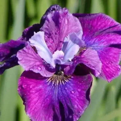 Ирис СИ Я ЛЕЙТЕР сибирский в Горках