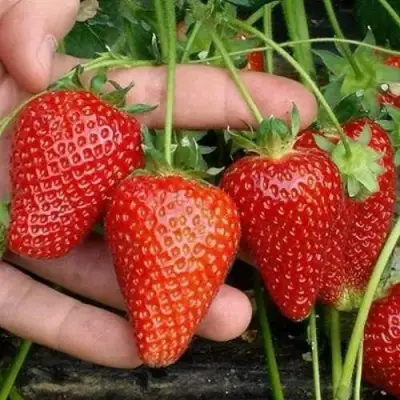 Клубника АЛЬБА в Горках