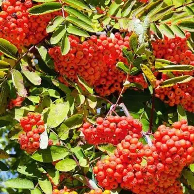 Рябина СОРБИНКА сладкоплодная в Горках