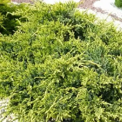 Можжевельник ГОЛД СТАР средний в Горках